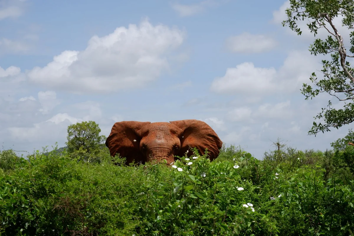 Loisaba Conservancy Headquarters & Workshop